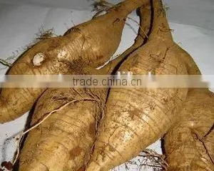 High Efficiency Puerarin Dicing Machine,Puerarin Cutting Machine,Puerarin Cutter Machine thumbnail-4