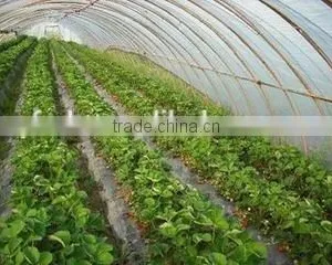 Tunnel Greenhouse Film Cover Low Cost Agricultural Farm Steel Frame Comercial Green House Single Span thumbnail-3