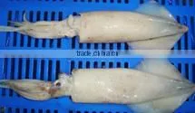 Squid Fish thumbnail-1