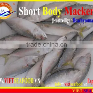 FROZEN SHORT BODY MACKEREL WHOLE ROUND thumbnail-5