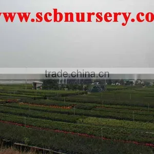 Bonsai Nursery Plant Supplier From China thumbnail-3