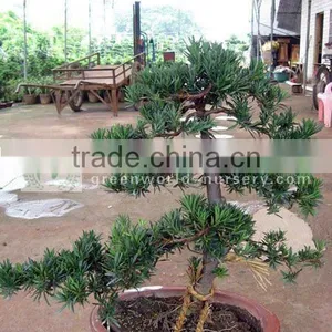 Podocarpus Macrophyllus Potted Bonsai thumbnail-1