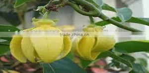 Ylang Ylang Oil thumbnail-3