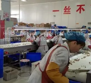 China Aaaa Cheap Quality Walnut Kernel thumbnail-2