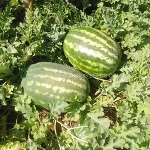 High Disease Resistance Oval Shape Hybrid Watermelon Seeds for Growing thumbnail-3