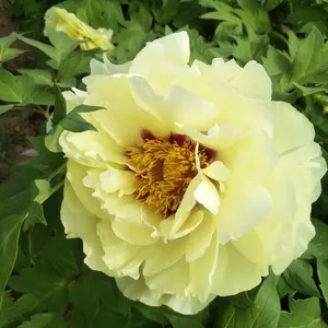 Yellow Peony Seedling Peony Plant thumbnail-1