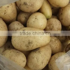 2015Anqiu Good Price of the Potato thumbnail-1
