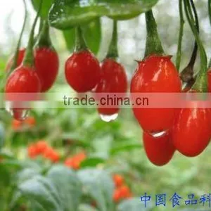 2016 ORGANIC GOJI BERRY thumbnail-1