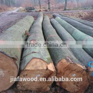 Fresh Cut European Beech Logs Available thumbnail-1