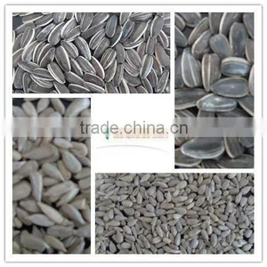 Wholesale Sunflower Seeds 5009 for Human Consumption thumbnail-3