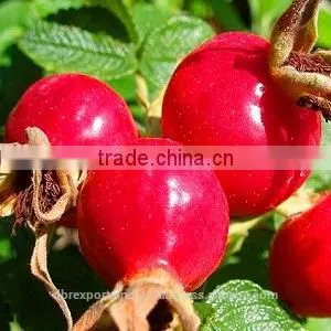 Rosehip Oil (Spainish) thumbnail-1