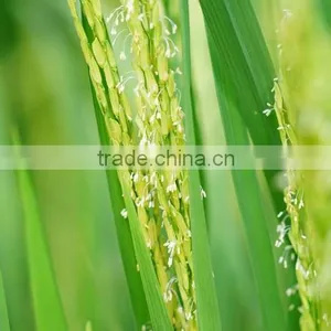 White Rice thumbnail-3