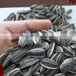 The Lowest Price Of Sunflower Seeds 5009 With High Quality thumbnail-2