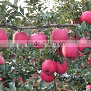 175# Fresh Fuji Apple thumbnail-3