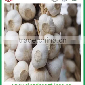 Jinxiang Garlic Contact me thumbnail-5