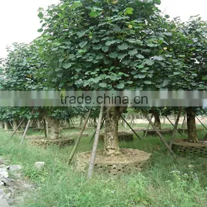 Hibiscus Tiliaceus L. thumbnail-6