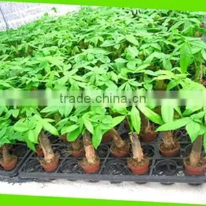 Pachira Macrocarpa Money Tree thumbnail-1