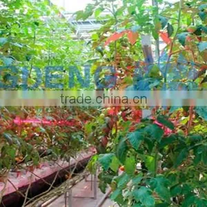 Agricultural Greenhouse Light thumbnail-1