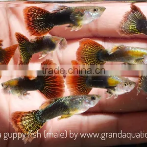 Cobra Guppy for Freshwater Aquarium Fish Export Company From Thailand thumbnail-2