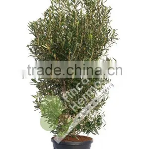 Olive Tree -Olea Europaea "Arbustivo - Bush" thumbnail-3