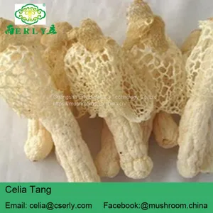 Wild Growing Mushroom Bamboo Fungus Tasty Dictyophora thumbnail-2