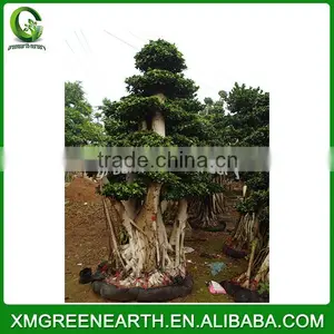 Ficus Microcarpa Bonsai 3m (1) thumbnail-2