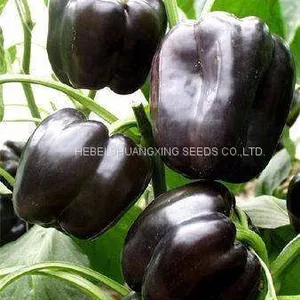 Purple Hybrid Blocky Sweet Pepper Seeds thumbnail-1