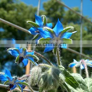 Natural Borage Oil Wholesale thumbnail-1