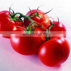 Small Scale Tomato Paste Processing Plant thumbnail-1