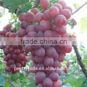 Red Globe Grape thumbnail-1