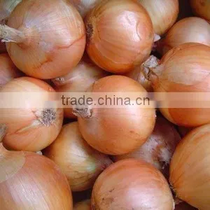 Fresh Red Onion thumbnail-1