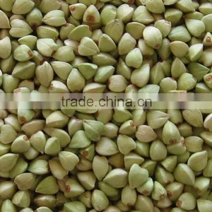 Crop 2012 Green Buckwheat Groat thumbnail-1