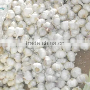 CHINA FRESH GARLIC thumbnail-2