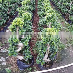 Indoor&outdoor Big Ficus S Shape thumbnail-2
