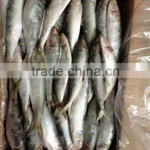 8-9pcs/kg Best Quality Frozen Sardine for Bait thumbnail-1