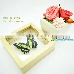 FOUSEN(011) Nature& Art Natural Butterfly Gifts and Crafts All Products thumbnail-2