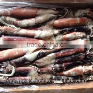 Frozen Squid Todarodes Pacificus thumbnail-2