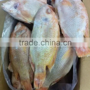 FROZEN RED TILAPIA WHOLE ROUND thumbnail-1