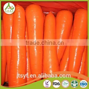 Health Food Fresh Carrot Crisp and Good Flavor Fresh Carrot Carrots thumbnail-3