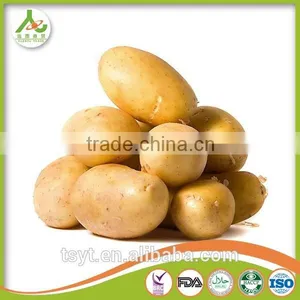 2016 Cheap Price Fresh Holland Potato thumbnail-2