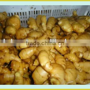 Fresh Air Dried Ginger thumbnail-6