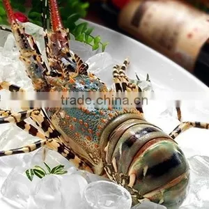Vietnam Alive Flower Lobster thumbnail-1