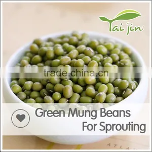 98% UP Sprouting Rate Big Size Green Mung Beans For Sprouting thumbnail-4