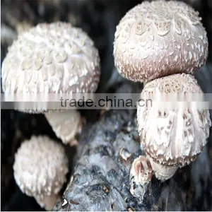 2016 Hot Selling Mushroom Prices,Shitake Mushroom Growing,Mushroom Logs thumbnail-3
