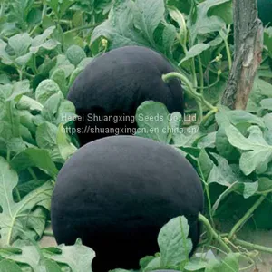 Large-sized Best Seedless f1 Watermelon Seed thumbnail-3