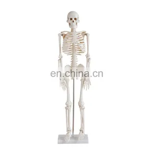 85cm Anatomy Human Organs Model for Medical Teaching Aids for Sale thumbnail-3