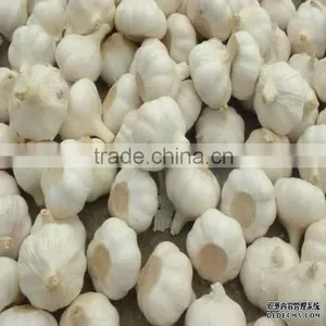 Fresh Garlic thumbnail-1