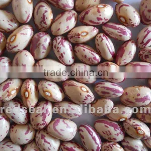 Round Shape Light Speckled Kidney Beans thumbnail-1