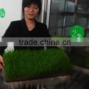 Multi-function Sunflower Shoots/Peanut Sprouting Machine thumbnail-1