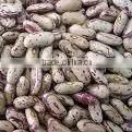 Light Speckled Kidney Bean thumbnail-1